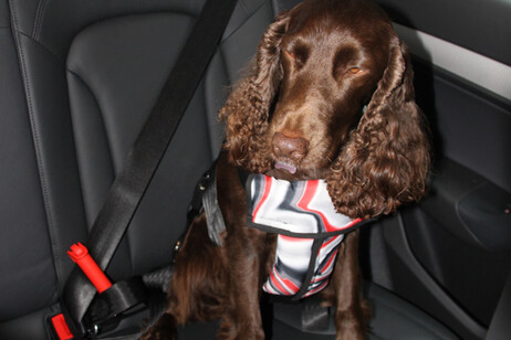 I cani ringraziano, ora possono viaggiare sicuri in auto
