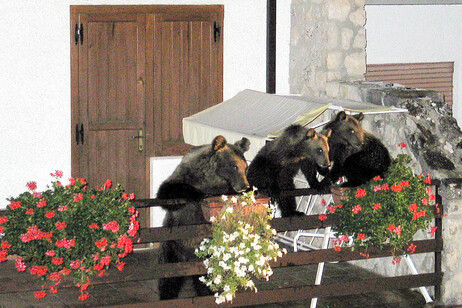 L'orsa gemma con i cuccioli in una foto d'archivio, a Scanno nel 2008