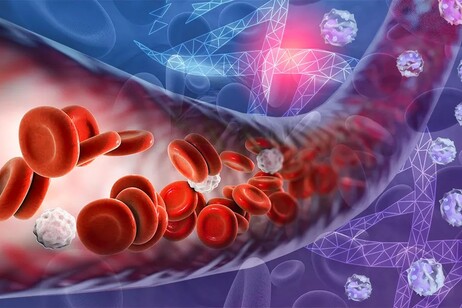 Sangue umano filtrato da un fegato geneticamente modificato (fonte: Karen Arnott/EMBL)