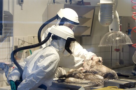Francia inizia vaccinazione delle anatre contro influenza aviaria