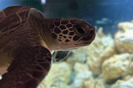 Green turtle (Chelonia mydas) (credit: Piero Carlino,Sea Turtle Research, Rescue and Rehabilitation)