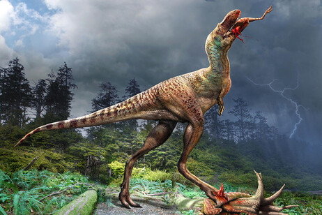 Rappresentazione artistica di un giovane gorgosauro che si ciba di un cucciolo di Citipes elegans (fonte: Julius Csotonyi per concessione del Royal Tyrrell Museum)