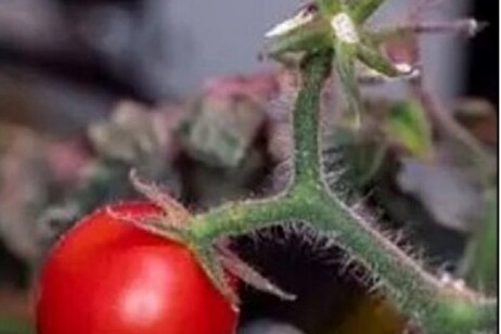 Uno dei pomodori coltivato dall’astronauta Frank Rubio nell’esperimento Veg-05 (fonte: Nasa)