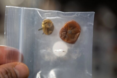 I due pomodori persi e ritrovato dopo otto mesi sulla Stazione spaziale (fonte: Nasa)