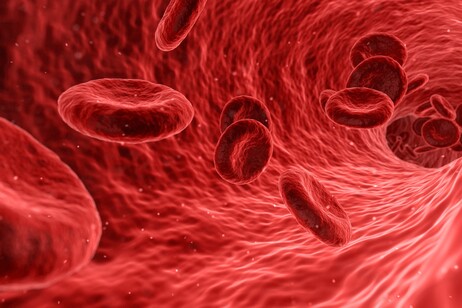 Cellule del sangue (fonte: Arek Socha/ Pixabay, da Wikipedia)