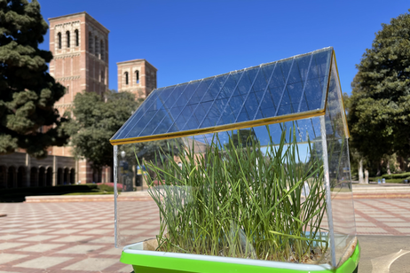 Un prototipo di serra in miniatura con il tetto costruito con celle solari semitrasparenti che ha portato a una migliore crescita delle piante rispetto a una serra tradizionale. Credit: Yang Yang Laboratory/UCLA