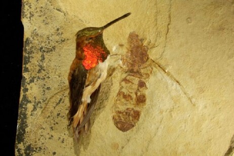 Il fossile di una formica gigante vissuta 47 milioni di anni fa, a confronto con un colibrì (fonte: Bruce Archibald)