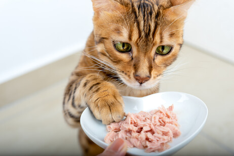 Un gatto del Begala e la sua ciotola di cibo foto iStock.