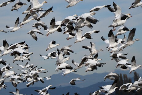 Climate, the resilience of birds depends on how they migrate. (Credit: Pixabay)