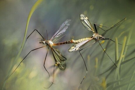 Love stories between mosquitoes become a weapon against malaria. (Credit: Pixabay)