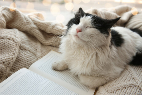 Un adorabile gatto bianco e nero fa le fusa su un libro foto iStock.