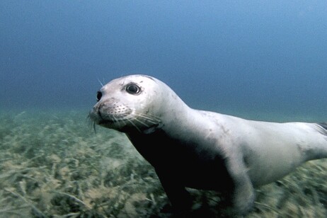 Al via nuovo studio sulla foca monaca nel Santuario Pelagos