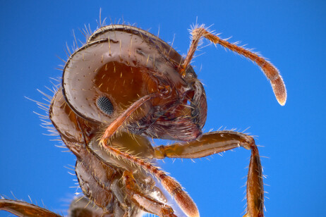Il ritratto di un esemplare di Solenopsis invicta (fonte: Insects Unlocked, da Flickr)