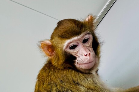 ReTro, il primo clone di macaco rhesus nato sano e vissuto per oltre due anni (fonte: Qiang Sun)