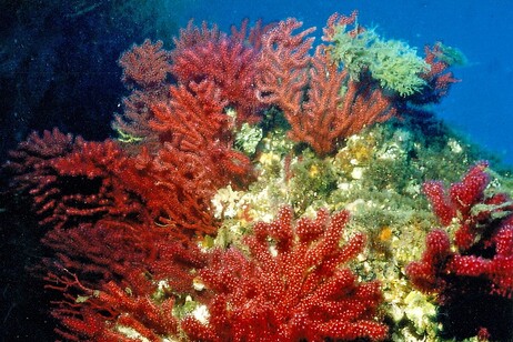 La gorgonia rossa del Mediterraneo (fonte: Parent Géry, Wikipedia)