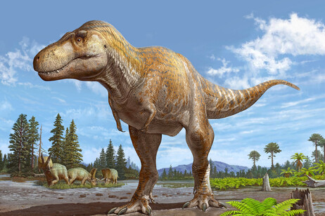 Rappresentazione artistica di un Tyrannosaurus mcraeensis (fonte: Sergei Krasinski)