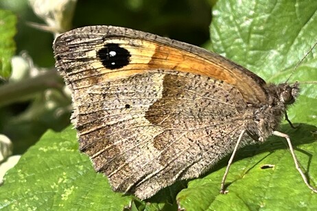 I ricercatori hanno studiato in particolare la specie Maniola jurtina, una farfalla molto diffusa in Europa (fonte: Professor Richard ffrench-Constant)