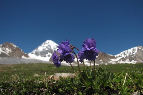 La Primula glutinosa è una delle specie competitive che rimpiazzano quelle pioniere (fonte: Marco Caccianiga)