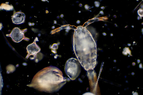 Pronto il catalogo dei microrganismi negli oceani (fonte: tonaquatic, iStock)