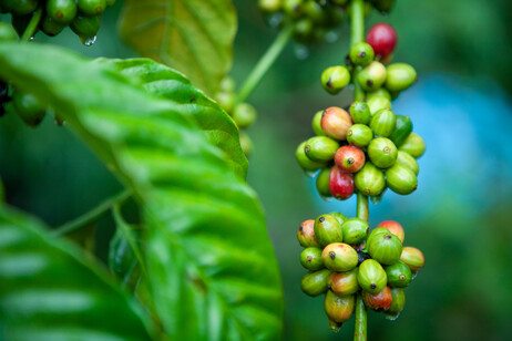 Il caffè Arabica è la specie responsabile di oltre il 60% della produzione globale di caffè (fonte: Photo by Armin Hari for World Coffee Research)