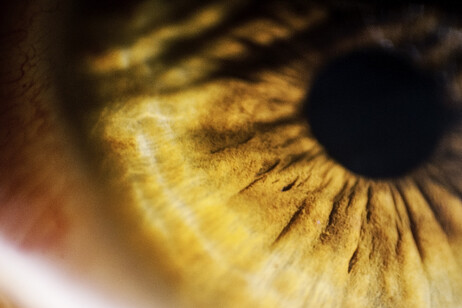 La retina (fonte: Michele M. F. da Flickr https://creativecommons.org/licenses/by-sa/2.0/)