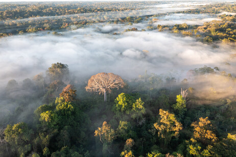 La foresta amazzonica potrebbe raggiungere un punto critico entro il 2050 (fonte: Andre Dib)