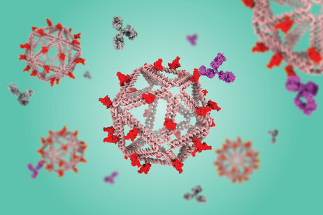 Rappresentazione grafica di gabbie di Dna che trasportano antigeni, imitando la struttura di un virus (fonte: The Bathe Lab)