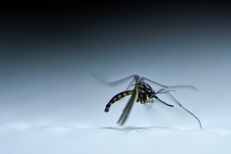 Rapporto Ue, rischio dengue sale con i cambiamenti climatici