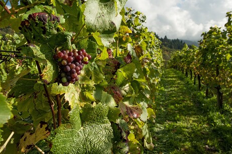 Clima, a rischio fino al 70% delle regioni produttrici di vino. Foto di Pexels da Pixabay
