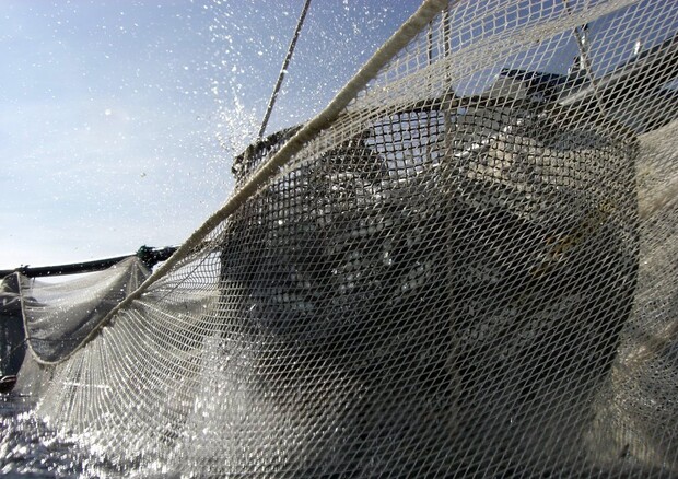 L'Eurocamera chiede interventi a sostegno dei pescatori locali (foto: ANSA)