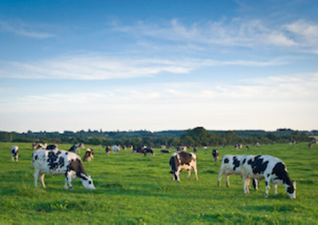 Assocarni, Ue mette a rischio filiera bovina italiana (6mld) © Ansa