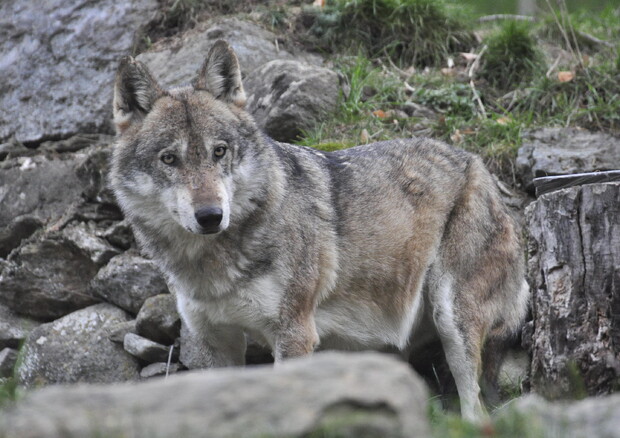 All'Eurocamera largo consenso sulla modifica dello status di protezione del lupo (ANSA)