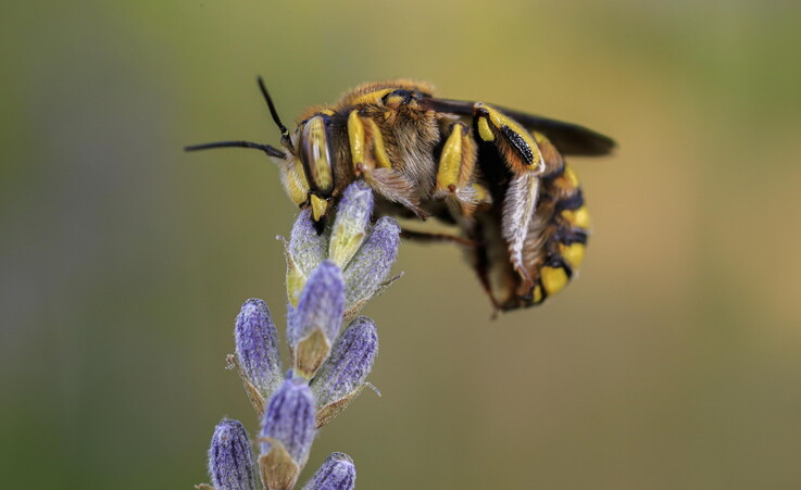 World Bee Day in Spain © EPA