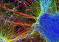 Neuroni riprodotti a partire da cellule nervose di pazienti colpiti da schizofrenia (Salk Institute for Biological Studies) © Ansa