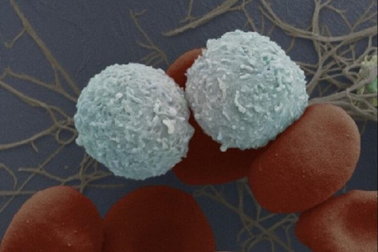 Cellule staminali del sangue (fonte: Wellcome Images) - RIPRODUZIONE RISERVATA