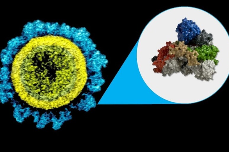 La proteina Spike del virus SarsCoV2 (fonte: M.E. Newman, Johns Hopkins Medicine/NIAID/NIH) - RIPRODUZIONE RISERVATA