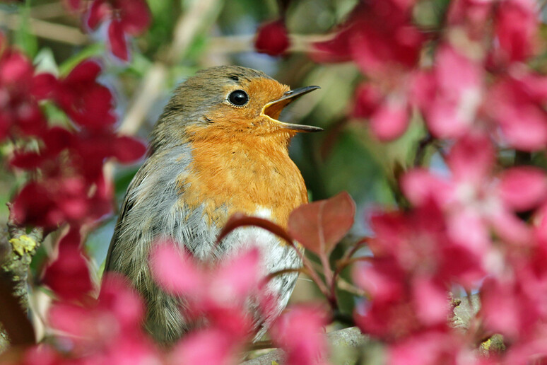 La perdita della biodiversità sta impoverendo il canto degli uccelli (fonte: nutmeg66 da Flickr) - RIPRODUZIONE RISERVATA