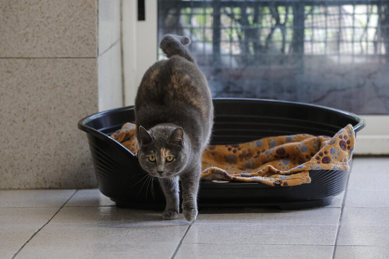 Ecco il primo caso di trasmissione del Covid da gatto a uomo - RIPRODUZIONE RISERVATA