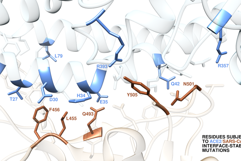 Possibili siti di mutazioni potenzialmente più aggressive sulla proteina umana ACE2 (azzurro) e sulla proteina Spike del SARS-CoV-2 (marrone) predette nello studio del MolBNL@UniTS (fonte: MolBNL@UniTS) - RIPRODUZIONE RISERVATA