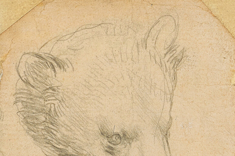 La  	'Testa di orso 	' di Leonardo all 	'asta - RIPRODUZIONE RISERVATA