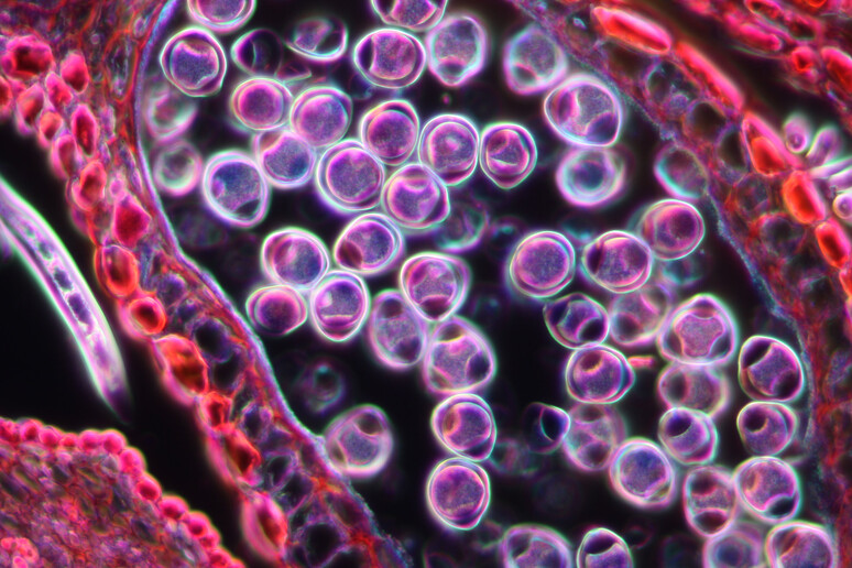 Granelli di polline visti al microscopio (fonte: ZEISS Microscopy da Flickr) - RIPRODUZIONE RISERVATA