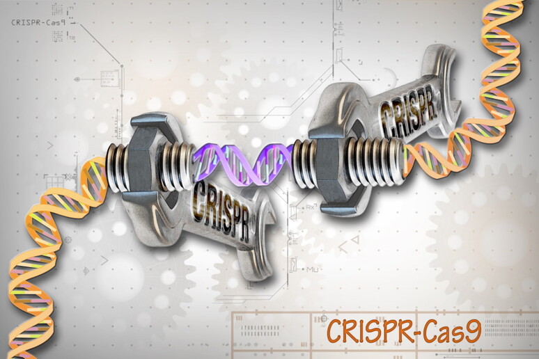 Rappresentazione grafica della tecnica della Crispr (fonte: National Human Genome Research Institute, NHGRI/Wikipedia) - RIPRODUZIONE RISERVATA