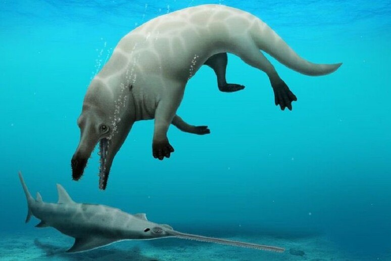 Trovati i fossili di una antica balena con le zampe (fonte: Robert W. Boessenecker) - RIPRODUZIONE RISERVATA