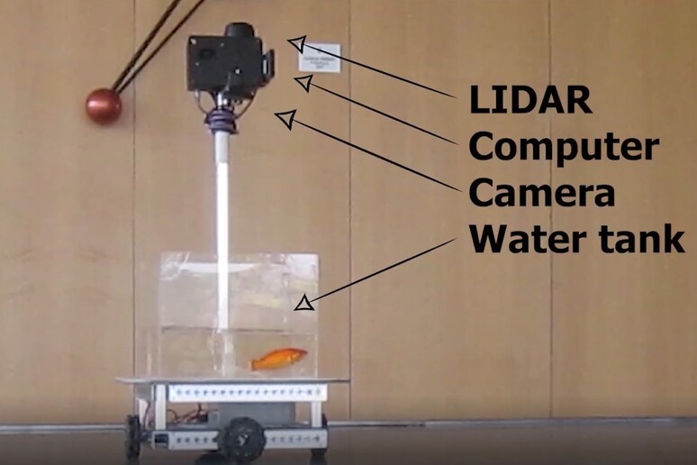 Il sistema robotizzato che permette al pesce rosso di guidare l’acquario su quattro ruote (fonte: Università Ben Gurion del Negev) - RIPRODUZIONE RISERVATA