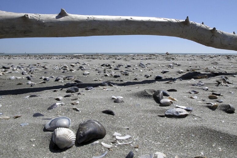 I molluschi fossili mostrano la resilienza dell’Adriatico ai cambiamenti climatici (fonte: Fabio Negri) - RIPRODUZIONE RISERVATA