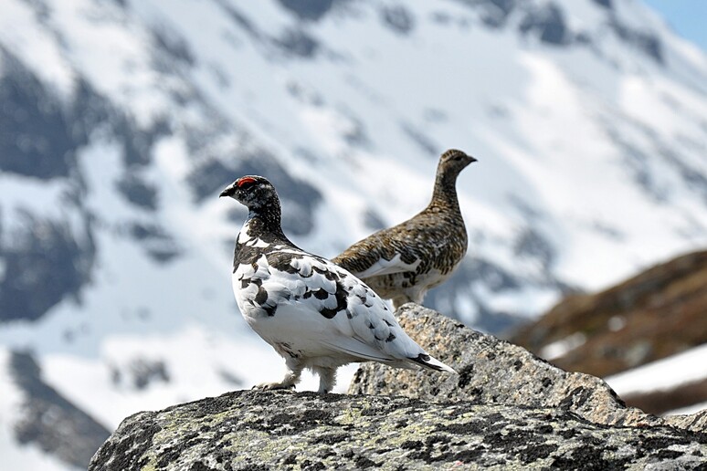 La pernice bianca è tra gli uccelli alpini d’alta quota minacciati dai cambiamenti climatici (fonte: Jan Frode Haugseth - Wikimedia, CC BY-SA 3.0) - RIPRODUZIONE RISERVATA