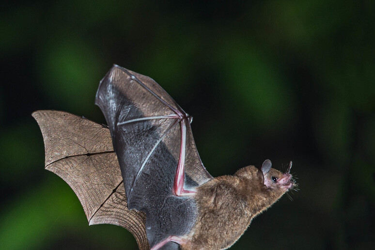 Un pipistrello della frutta, fotografato in Costa Rica (fonte: Andy Morffew da Flickr) - RIPRODUZIONE RISERVATA