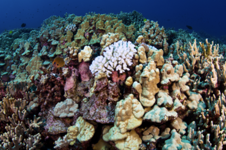 Per la prima volta alcune barriere coralline nelle isole Hawaii sono state mappate prima e dopo l’arrivo di una forte ondata di calore (Fonte: Greg Asner, Center for Global Discovery and Conservation Science) - RIPRODUZIONE RISERVATA