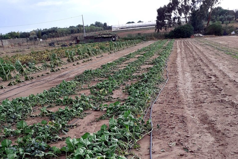 Maltempo: Coldiretti Puglia, 200mln di danni all 'agricoltura - RIPRODUZIONE RISERVATA