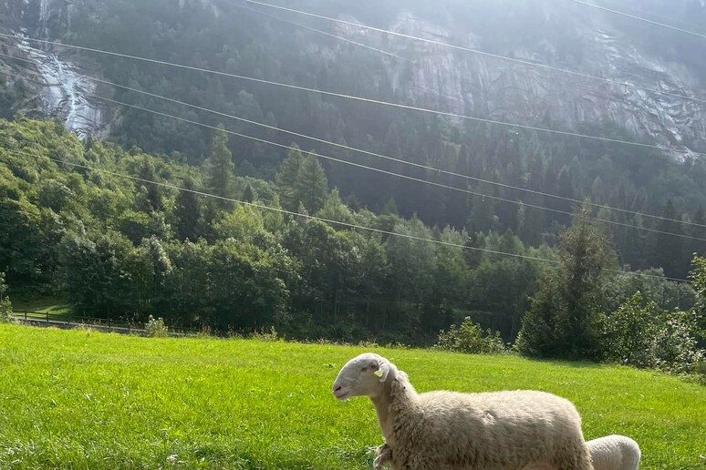 La pecora Fortunata e il suo agnellino (da Facebook) - RIPRODUZIONE RISERVATA